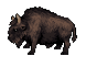 Bison