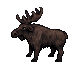 Moose